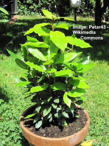 Potted laurel