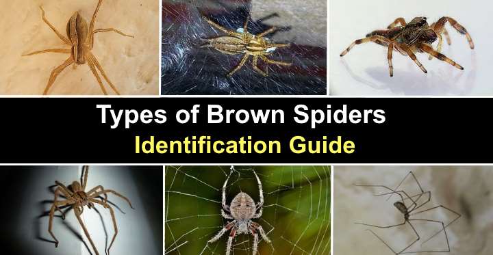 house spider identification chart