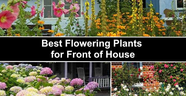 19 Front Yard Flowering Plants Shrubs, Best Plants For Landscaping Front Of House