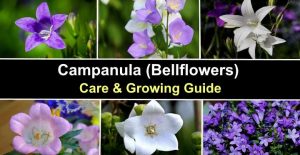 Campanula Flowers: Varieties, And Caring For Campanula Bellflower Plants