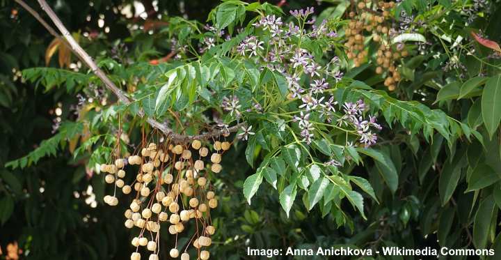 Melia Azedarach Chinaberry Tree Syringa Berry Tree Cape, 60% OFF