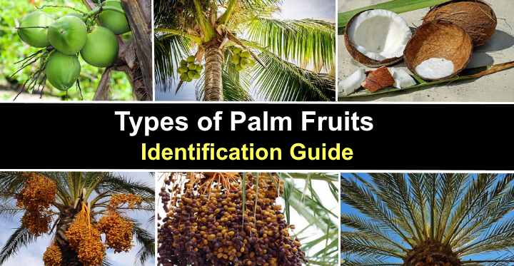 Os frutos das palmeiras são comestíveis das palmeiras