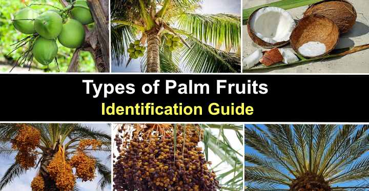 Types of Palm Fruits (With Pictures and Names) - Identification Guide