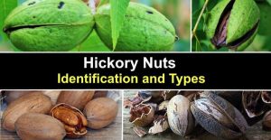 Hickory Nuts: Identification and Types (With Pictures)