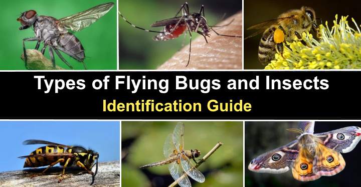 Types of Flying Bugs and Insects (With Pictures) - Identification Guide