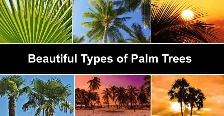 43 Different Types of Palm Trees: Identification, Locations (State Map)