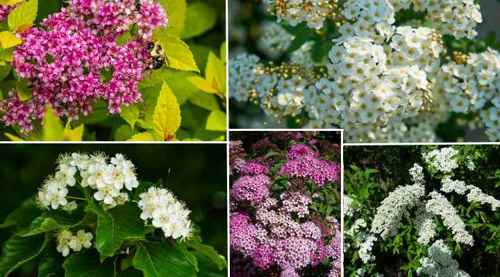 19 Front Yard Flowering Plants: Shrubs, Annuals, Perennials (Pictures ...