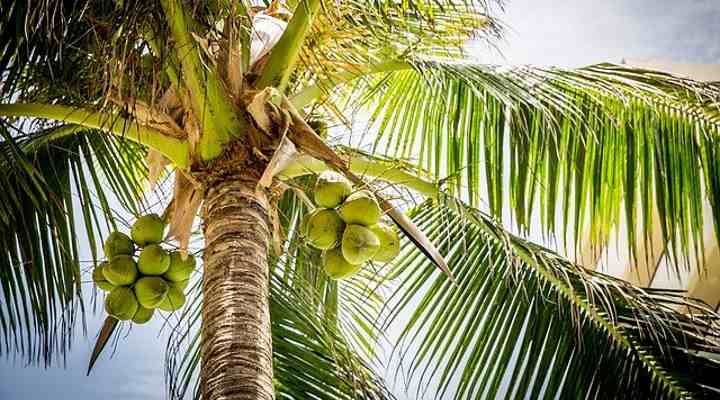 Petit fruit vert rond sur palmier