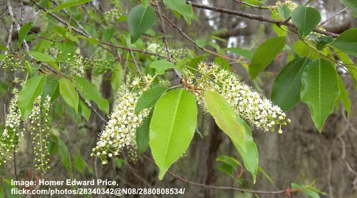 Carolina Cherry Laurel Flowers