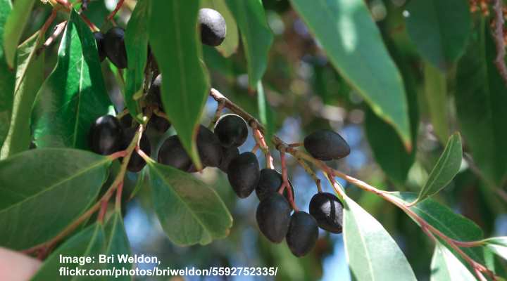 Carolina Cherry Laurel Fruit 