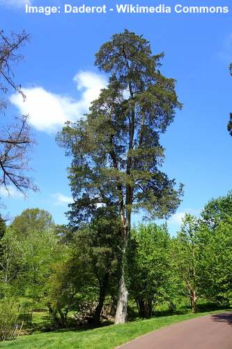 Silver Eastern Red Cedar (Juniperus virginiana 'Glauca')