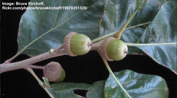 Post Oak Acorn (Quercus stellata)