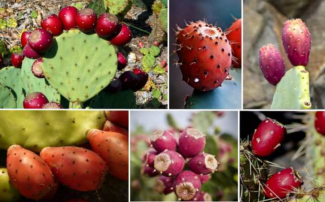 Prickly Pear — Red Cactus Fruit (Opuntia humifusa)