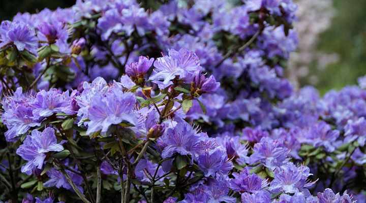 purple Azalea shrub