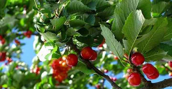 Red Cherry (Prunus cerasus or Prunus avium)