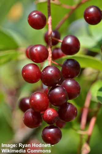 Chokecherry (Prunus virginiana)