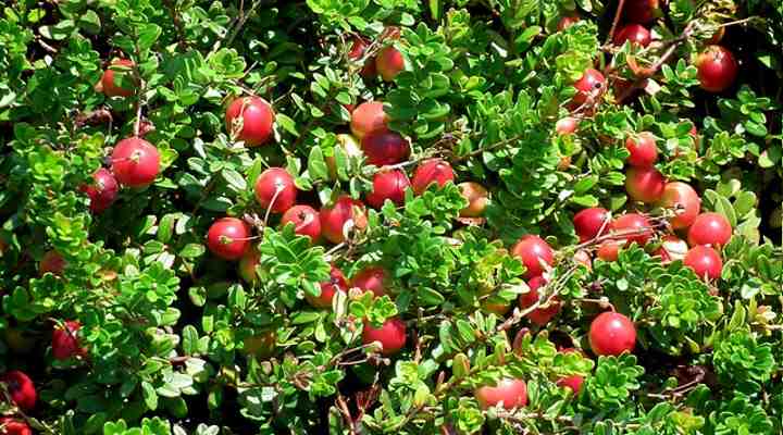 Cranberry (Vaccinium subg. Oxycoccus)