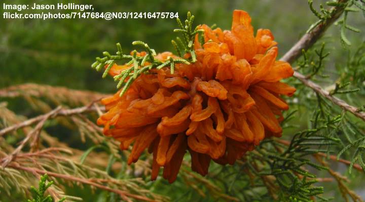 Eastern Red Cedar Plant Diseases