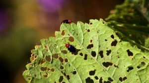 Small Black Bugs on Plants (With Pictures) - Identification and Control