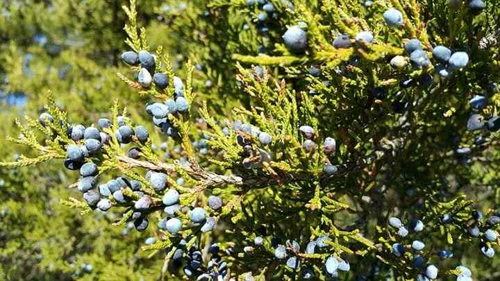 Eastern Red Cedar Fruit