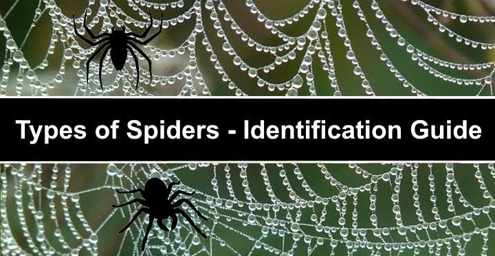 Velvet Spider Facts, Identifications, & Pictures in 2023  Spider fact, Spider  species, Spider identification chart