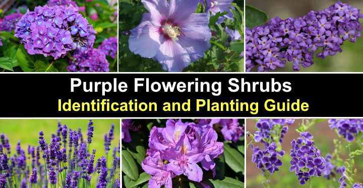 24 Purple Flowering Shrubs With Pictures Identification Guide