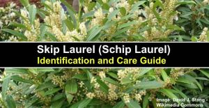 Skip Laurel (Schip Laurel): Leaves, Flowers, Fruit (Pictures ...