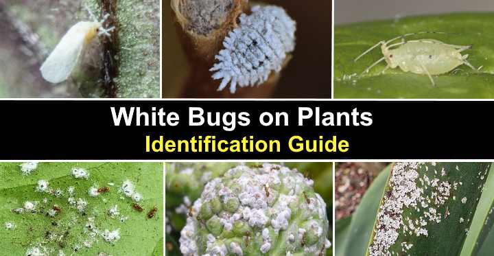 tiny white bugs on indoor plants