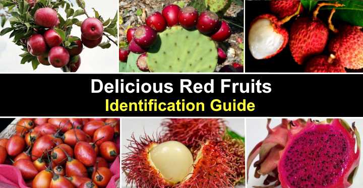 23 Red Fruits with Pictures and Names - Identification