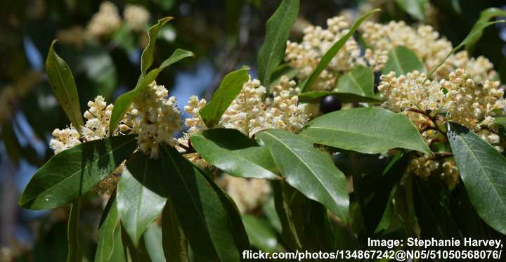 cherry laurel berries