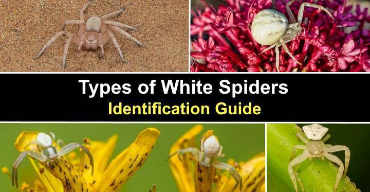 types-of-white-spiders-with-pictures-identification-guide