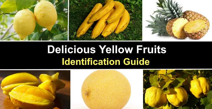 21 Types Of Yellow Fruits With Their Name And Picture Identification