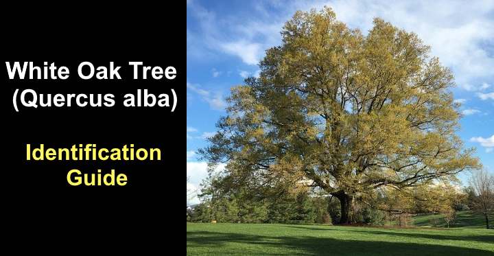 white-oak-tree-leaves-bark-fruit-acorn-picture-identification