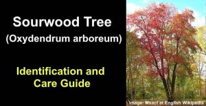 Sourwood Tree: Leaves, Bark, Flowers (With Pictures) - Identification ...