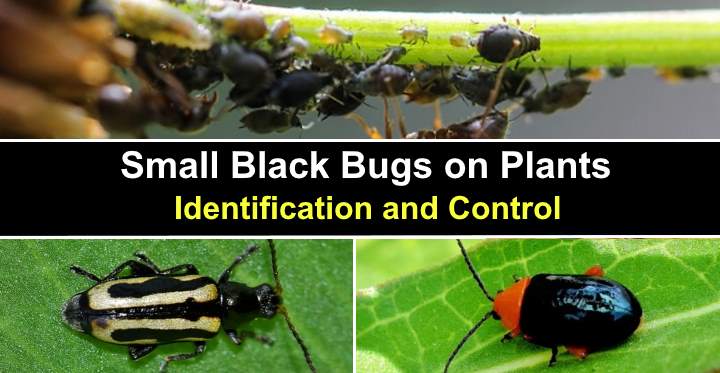 NaturePlus: Please help me identify tiny black bugs found in