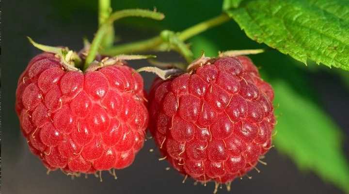 Raspberry (Rubus)