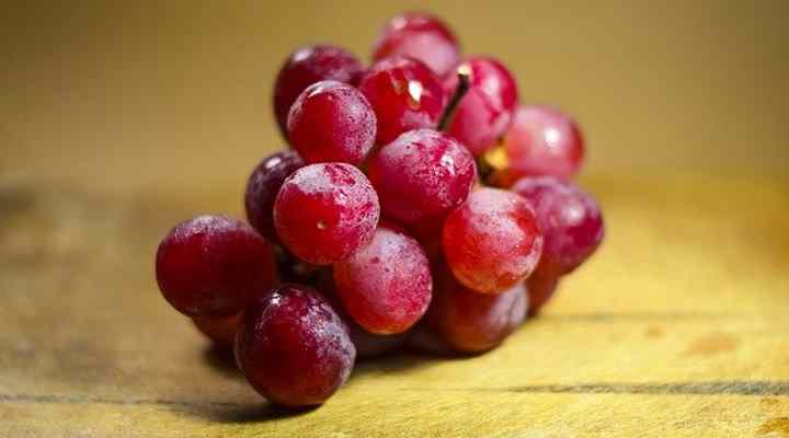 Red Grape (Vitis)