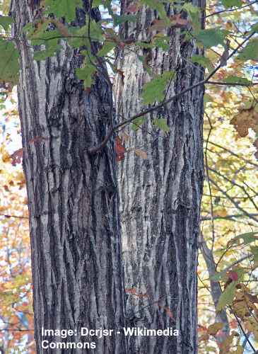 Red Tree: Leaves, Bark, Acorns - Identification and