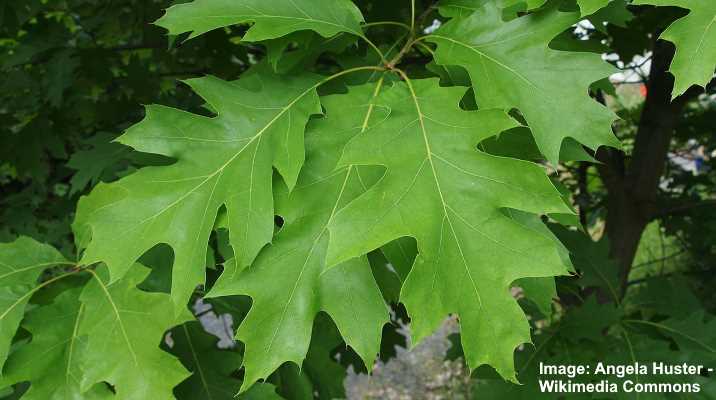 red-oak-tree-leaves-bark-acorns-pictures-identification-and-care