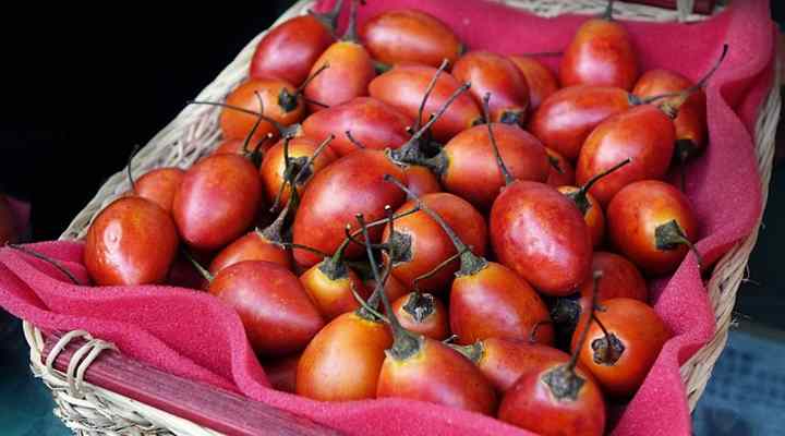 Red Tamarillo (Solanum betaceum)