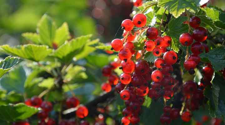 Redcurrant