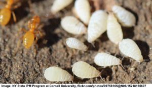 White Bugs on Plants (Tiny and Small): Pictures, Identification, and ...