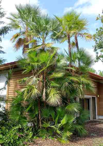 Everglades Palm (Acoelorrhaphe wrightii)