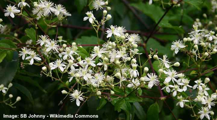 18 Florida Vines: Flowering, Evergreen (With Pictures)