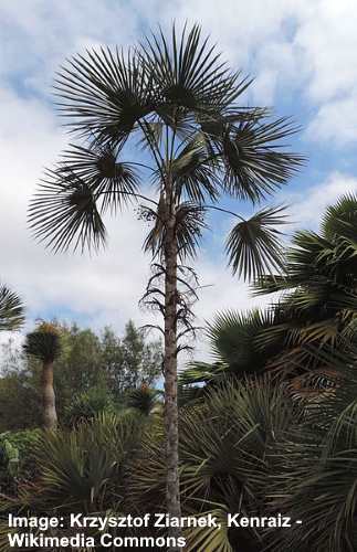 Puerto Rican Thatch Palm (Coccothrinax alta)