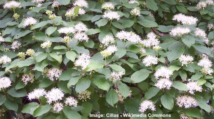 Cornus sanguinea flowers and leaves