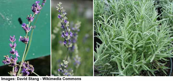 Lavender tree guide 🌲 🌸 Varieties, care, and tips for healthy plants