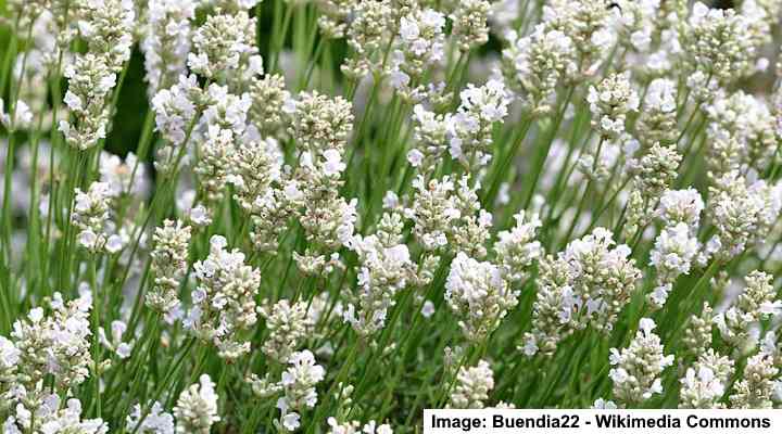 Lavender Flower: Types, Growing, Planting, Watering, Pruning and Care