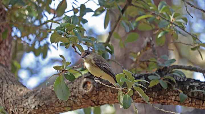 Live oak tree care