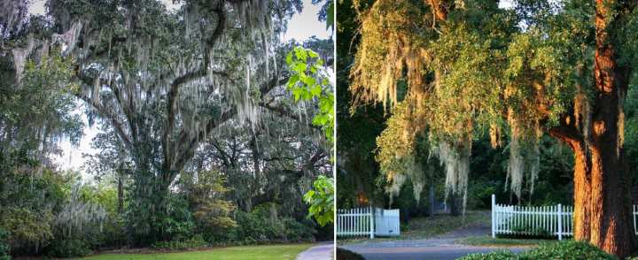 Live oak tree